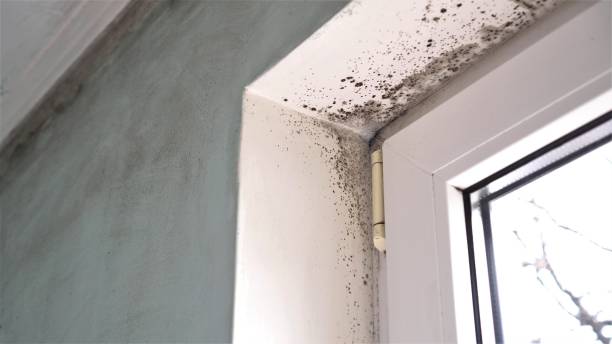 Best Home Mold Removal  in Port Hadlock Irondale, WA