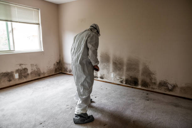 Best Mold Damage Repair  in Port Hadlock Irondale, WA